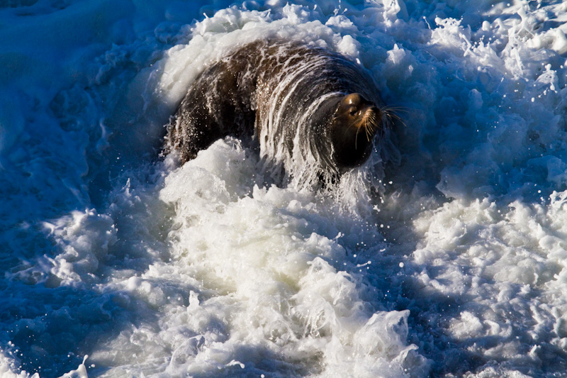 California Sea Lion In Surf